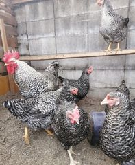 岡崎おうはん 食用有精卵 10個