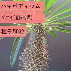 【種子】パキポディウム・ゲアイ(亜阿相界) 種子50粒