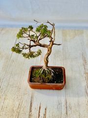 真柏　小品盆栽　しんぱく