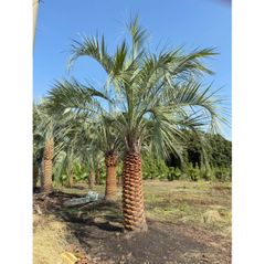 ✨極太幹ココスヤシ🌴 大型シルバーリーフヤシ／存在感抜群の南国