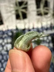 2025年最新】Tillandsia sprengelianaの人気アイテム - メルカリ