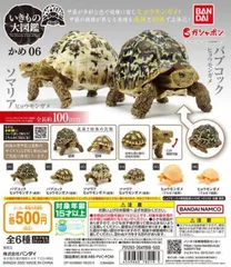 2025年最新】いきもの大図鑑 かめの人気アイテム - メルカリ