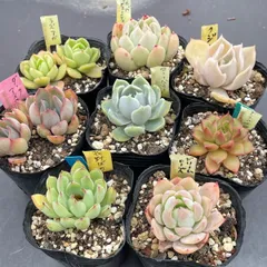 85. 多肉植物 アイスローズ 700円【抜き苗】 85. 多肉植物 アイスローズ 【抜き苗】