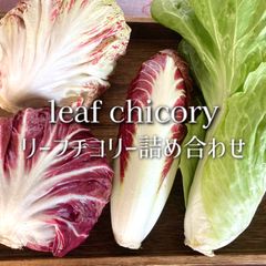 リーフチコリー アソート 4個入り 野菜詰め合わせ