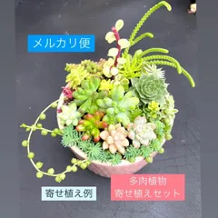 ツンツン 赤いホッペの⭐️ルビーティント⭐️多肉 7頭 寄せ植え ツンツン 赤いホッペの⭐️ルビーティント⭐️多肉 7頭 寄せ植え