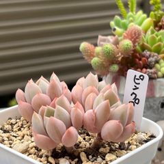 多肉植物 ☘️ ピンクプリティ いっぱい 抜き苗