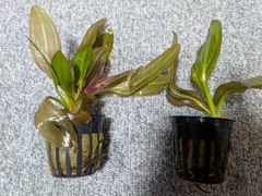 エキノドルス　ホレマニー　レッド　1POT