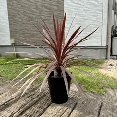 2025年最新】コルジリネレッドスターの人気アイテム - メルカリ 