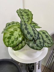 特価　カラテア・ヘレンケネディ　5号　観葉植物　稀少　耐陰性　インテリア　グリーン　屋内　ショップ　リビング　エキゾチック