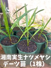 宮崎マンゴー苗木 無農薬 マンゴー苗木 ポットのまま発送 宮崎マンゴー