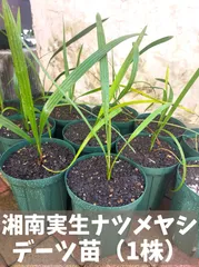 『観葉植物・室内、お庭のシンボルツリーにも♪』☆ナツメヤシ（デーツ）実生苗☆1本約45～60cmのサムネイル