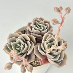 【多肉植物】エケベリア・ラブリーローズ　Echeveria 'Lovely Rose'