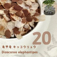 3月入荷 種子 アフリカ亀甲竜 キッコウリュウ ディオスコレア エレファンティペスのサムネイル