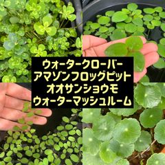 ビオトープかわいい水草4種セットA