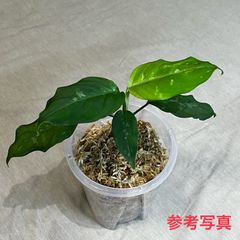 植物・水草