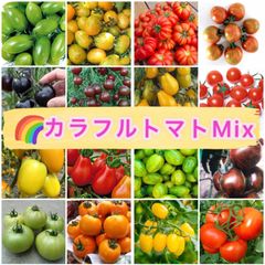 ★カラフルトマト★　Mix種子0.5㎖330円　野菜の種　大玉、中玉、ミニトマト