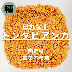 【種】白丸ナス　トンダビアンカ　農薬不使用　30粒