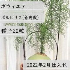 【種子】ボウィエア ボルビリス(蒼角殿) -2022年2月仕入れ- 種子20粒