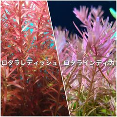 ロタラレディッシュ、ロタラインディカ水上葉各10本