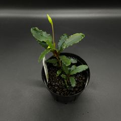 Bucephalandra sp. Sintang Kayu lapis type2 【LA便】ブセファランドラ シンタンカユラピス2