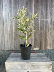 2024年最新】バンクシア メンジーシーの人気アイテム - メルカリ 