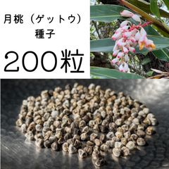 月桃（ゲットウ）の種　200粒