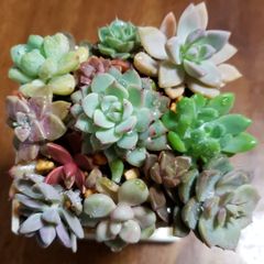 ♥️カラフルちまちま寄せ植えセット♥️ つぶつぶ多肉他 おらいさん