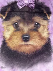 古着 海外 Tシャツ THE MOUNTAIN マウンテン　アニマル ワンちゃん　わんちゃん　犬　　ビッグシルエット　ヴィンテージ　tシャツ