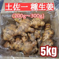種生姜 土佐一 (200g～300g)5kg