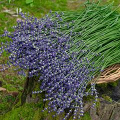 ラベンダー生花・切り花　おかむらさき　1kg(約480本)　(らくらくメルカリ便・常温配送)
