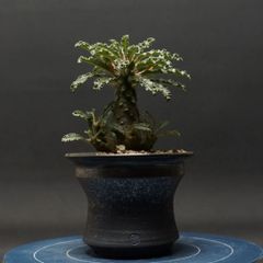 "Dorstenia lavrani" ドルステニア ラブラニー 管理2265
