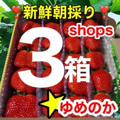 shops大粒３箱セット　かんちゃん農園の甘いイチゴ