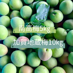 【ご専用】無農薬　青梅　南高梅　5㎏　加賀地蔵梅　10㎏ほど
