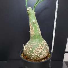 2025年最新】プセウドグロボーサの人気アイテム - メルカリ