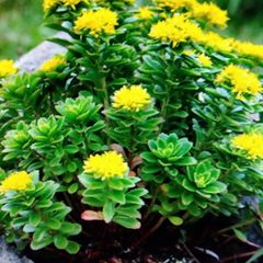 キリンソウの新株（１０株、植え時、花時期 5月）