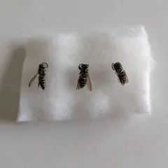 昆虫サンプル2　コガタスズメバチ　90匹　in アルコール35％ コガタスズメバチ
