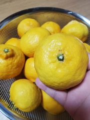 媛小春 5㎏内