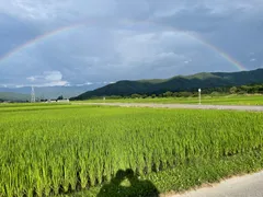 令和7年産　特別に栽培した【本宅米】 コシヒカリ30kg《冷めても美味しい！川下り米》『玄米』　各種精米可能　発送まで2-3日　北海道、沖縄、離島は発送不可のサムネイル