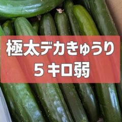 今月で終了！超特価！5キロ弱！極太デカきゅうり！　野菜ソムリエサミット銀賞受賞　農家直送　減農薬　有機肥料　きゅうり　訳あり　規格外　5kg 産地直送
