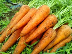 泥付き人参　1kg【栽培期間中農薬・化学肥料不使用】のサムネイル