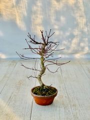 黄金真柏 小品盆栽 おうごんしんぱく - メルカリ