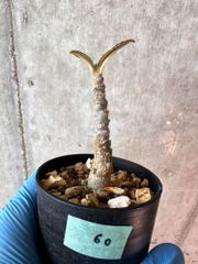 【現品限り】ドルステニア・ギガス 実生【A60】 Dorstenia gigas【植物】塊根植物 夏型 コーデックス