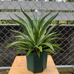 2025年最新】ベネズエラ アガベの人気アイテム - メルカリ