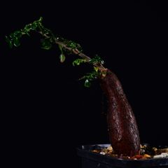 3K5 根挿し パワータンク オペルクリカリア デカリー コーデックス 塊根植物 オペルクリカリアデカリー