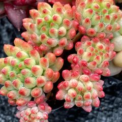 限定特価 超人気商品【1鉢の土鉢付きセット】花団錦！ 多肉植物