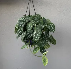 2025年最新】スキンダプサス シルバーの人気アイテム - メルカリ