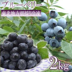 LDHさまご確認用ブルーベリーラビットアイ系2本セット - メルカリ