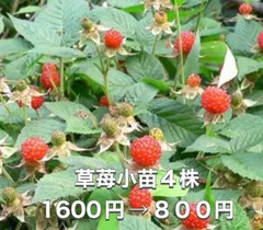 ⭐️草苺苗4株(小)⭐️ 4株1600円→800円 木苺苗　クサイチゴ苗　くさいちご苗　キイチゴ　木いちご　木イチゴ　野苺　野イチゴ　野いちご　ノイチゴ