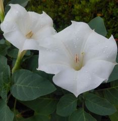 朝鮮朝顔　種20粒　花の種