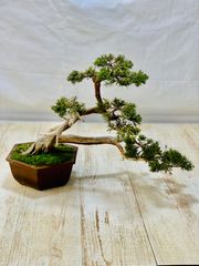 真柏　小品盆栽　しんぱく